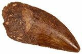 Serrated Raptor Tooth - Real Dinosaur Tooth #332873-1